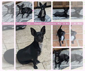 Chihuahua Dogs for adoption in Mesa, AZ, USA