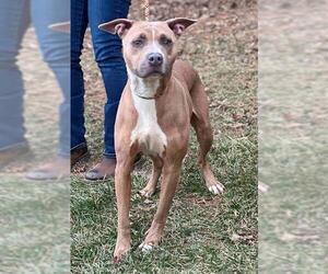 American Pit Bull Terrier-Unknown Mix Dogs for adoption in Westminster, MD, USA
