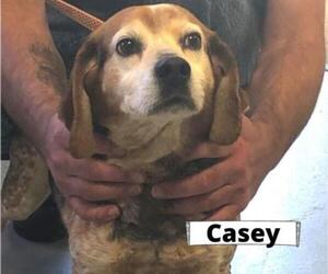Beagle Dogs for adoption in Westwood, NJ, USA