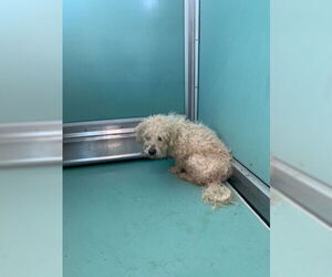 Mutt Dogs for adoption in Moreno Valley, CA, USA