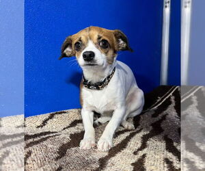 Chihuahua-Unknown Mix Dogs for adoption in Pierceton , IN, USA