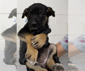 German Shepherd Dog Dogs for adoption in San Bernardino, CA, USA
