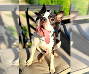 Boston Terrier-Unknown Mix Dogs for adoption in Marrero, LA, USA