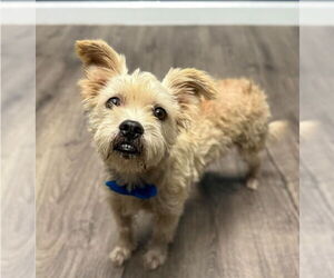 Tibetan Terrier-Unknown Mix Dogs for adoption in Lakewood, CO, USA