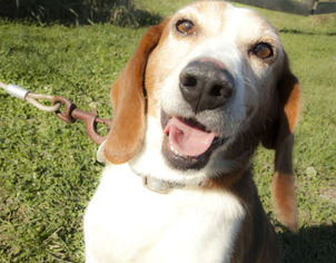 Beagle Dogs for adoption in Harvard, IL, USA