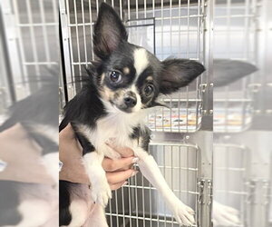 Papillon-Unknown Mix Dogs for adoption in Houston, TX, USA