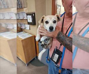 Beagle-Unknown Mix Dogs for adoption in Upland, CA, USA