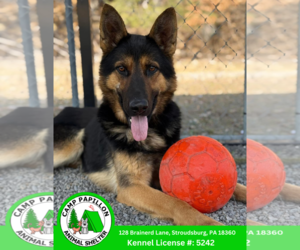 German Shepherd Dog Dogs for adoption in Stroudsburg, PA, USA