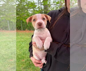 Boxer-Unknown Mix Dogs for adoption in Monterey, VA, USA