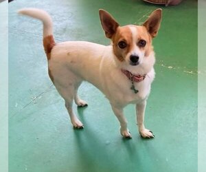 Jack Russell Terrier Dogs for adoption in Nashville, GA, USA
