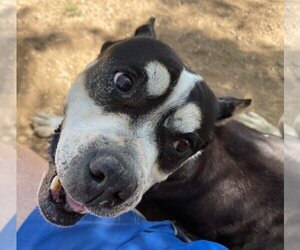 Staffordshire Bull Terrier Dogs for adoption in Apple Valley, CA, USA