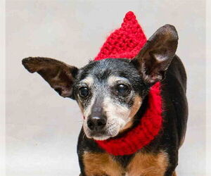 Rat Terrier-Unknown Mix Dogs for adoption in Sanford, FL, USA