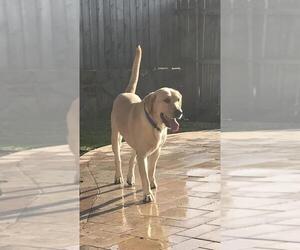 Labrador Retriever Dogs for adoption in Fort Worth, TX, USA