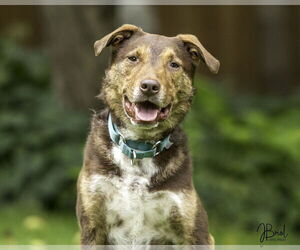 Mutt Dogs for adoption in Farmington, MN, USA