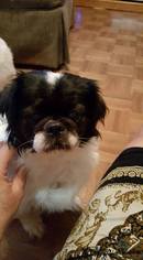 Medium Photo #1 Pekingese-Unknown Mix Puppy For Sale in Inver Grove, MN, USA