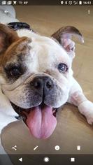 Bulldog Dogs for adoption in Lithia, FL, USA