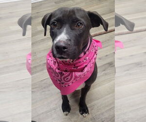 Labrador Retriever-Unknown Mix Dogs for adoption in Minneapolis, MN, USA