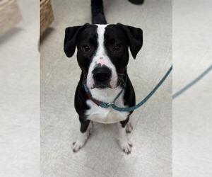 Staffordshire Bull Terrier Dogs for adoption in Sugar Land, TX, USA