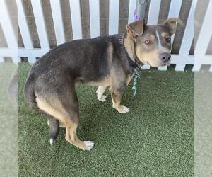 American Pit Bull Terrier-Unknown Mix Dogs for adoption in Modesto, CA, USA