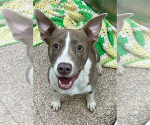 Mutt Dogs for adoption in Martinsburg, WV, USA