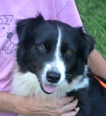 Border Collie Dogs for adoption in Yardley, PA, USA