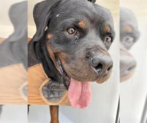 Rottweiler Dogs for adoption in Houston, TX, USA