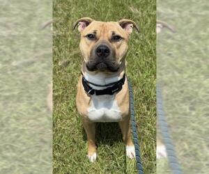 American Staffordshire Terrier Dogs for adoption in Fort Lauderdale, FL, USA