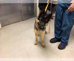 German Shepherd Dog Dogs for adoption in Riverside, CA, USA