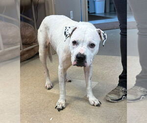 Bullmastiff Dogs for adoption in La Porte, IN, USA