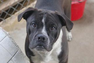 Boxer-Unknown Mix Dogs for adoption in Crossville, TN, USA