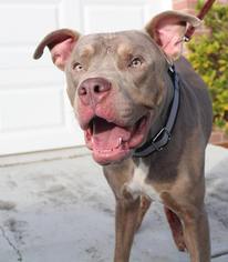 American Pit Bull Terrier Dogs for adoption in New Port Richey, FL, USA