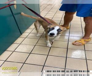 Siberian Husky-Unknown Mix Dogs for adoption in West Palm Beach, FL, USA