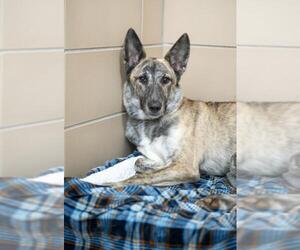 Greyhound-Unknown Mix Dogs for adoption in Salem, MA, USA