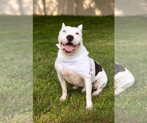 Mutt Dogs for adoption in Crete, IL, USA