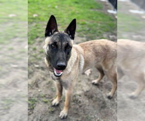 Mutt Dogs for adoption in Riverside, CA, USA