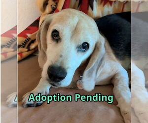 Beagle Dogs for adoption in Dunnellon, FL, USA