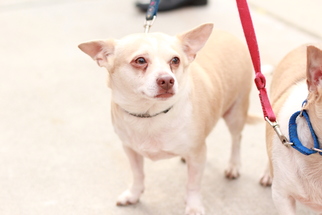 Chihuahua-Unknown Mix Dogs for adoption in Morganville, NJ, USA