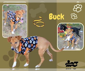 Beagle-Unknown Mix Dogs for adoption in Lindsay, CA, USA