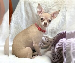 Chihuahua-Unknown Mix Dogs for adoption in Gwinn, MI, USA