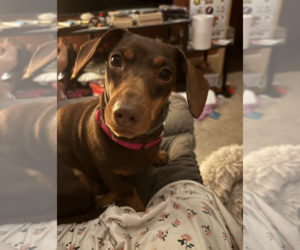 Dachshund Dogs for adoption in Fruitland, SC, USA