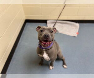 American Pit Bull Terrier Dogs for adoption in Denver, CO, USA