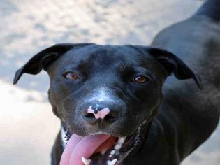American Pit Bull Terrier Dogs for adoption in Chula Vista, CA, USA