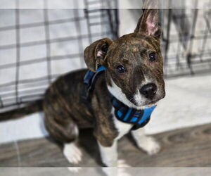 Mountain Cur-Unknown Mix Dogs for adoption in Alexander, AR, USA