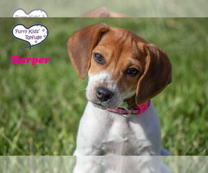 Raggle Dogs for adoption in Lee's Summit, MO, USA