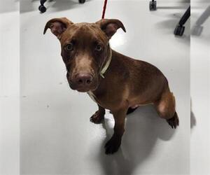 Labrador Retriever-Unknown Mix Dogs for adoption in Temple, TX, USA