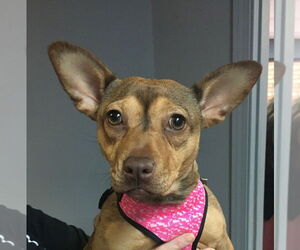 Dorgi Dogs for adoption in Claremore, OK, USA