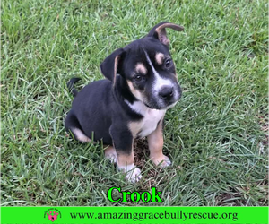 American Staffordshire Terrier-Beagle Mix Dogs for adoption in Milton, FL, USA