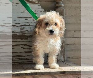 Shih-Poo Dogs for adoption in Carrollton, TX, USA