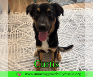 Shepradors Dogs for adoption in Pensacola, FL, USA