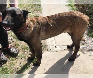 Mutt Dogs for adoption in Rancho Cucamonga, CA, USA